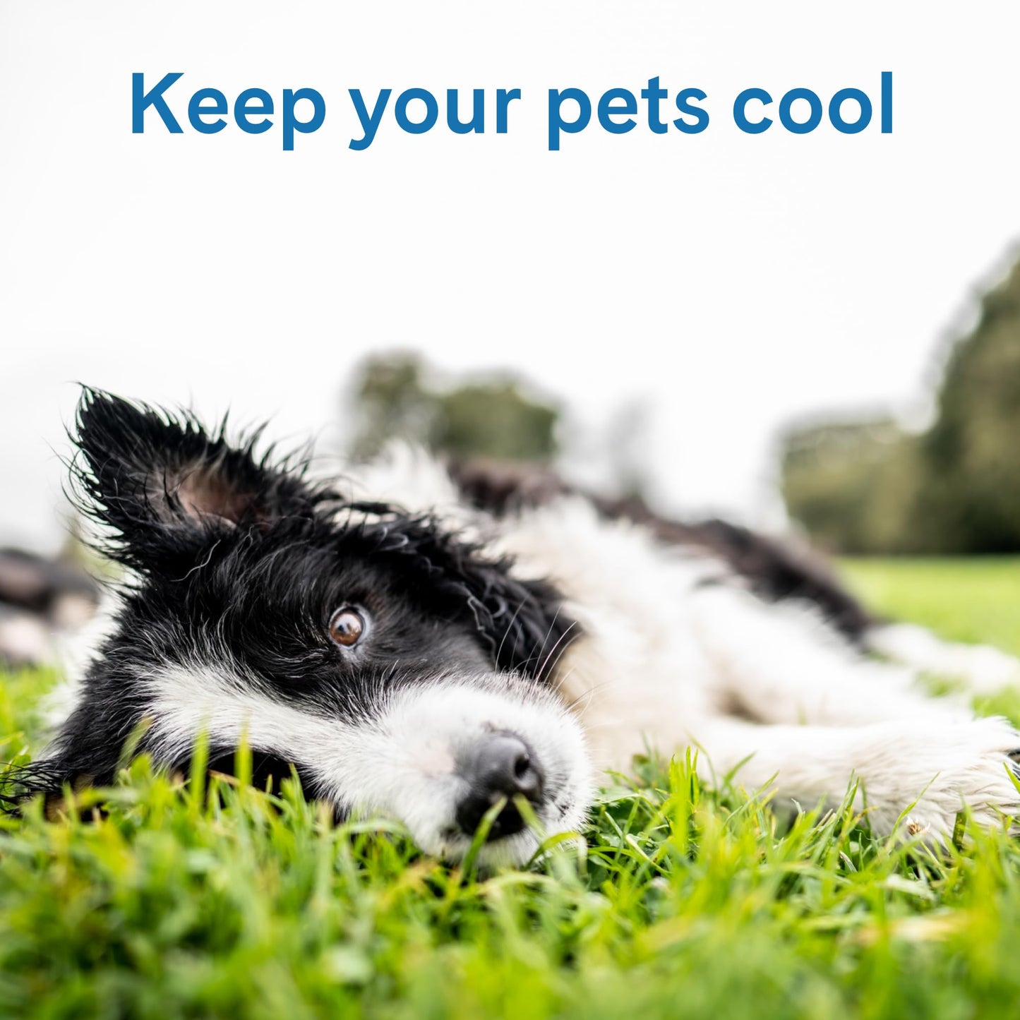 Pressure Activated Dog Cooling Mat Gel Crate Pad Large