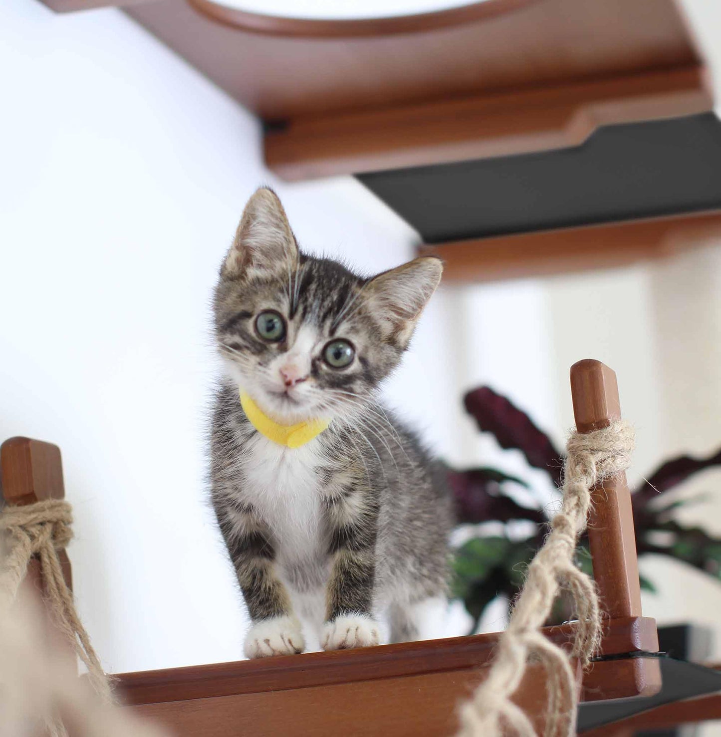 Natural Bamboo Canvas Cat Wall Furniture Set Modern Condo